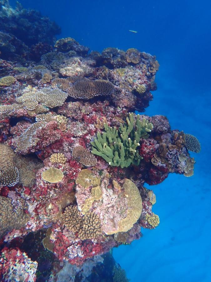 Fiji Lodge Vosa Ni Ua Savusavu Eksteriør billede